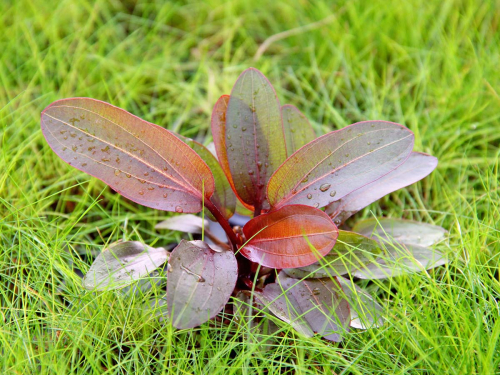 Rote Chamäleon Schwertpflanze - Echinodorus 'Red Chamäleon'